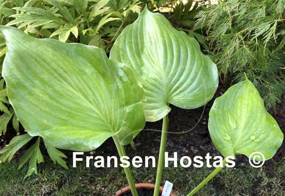 Hosta Delirium